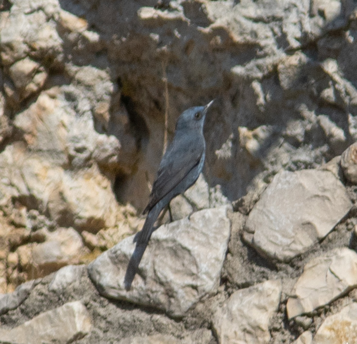 Miniature